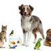 Vet Exclusiv - Cabinet Veterinar